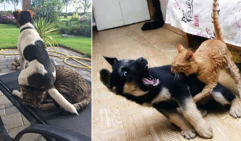 15+ Pics Of Cats And Dogs Living Together