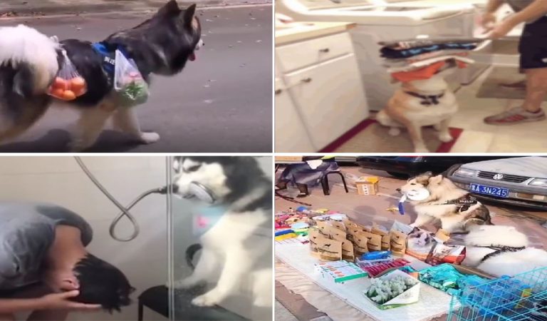 Here are funny photos of dogs working hard to help you. Your day is about to be made.