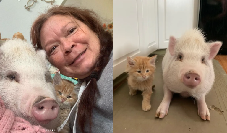 Rescued piglet and rescued kitten become best friends and it’s totally adorable.