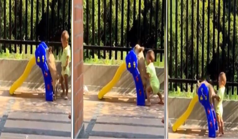 A baby boy and a pet dog playing together on a slide. You should definitely check it out.