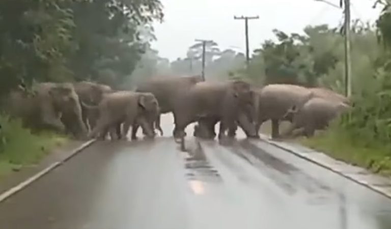 Elephants stops to say ‘thank you’ after driver lets herd cross road.