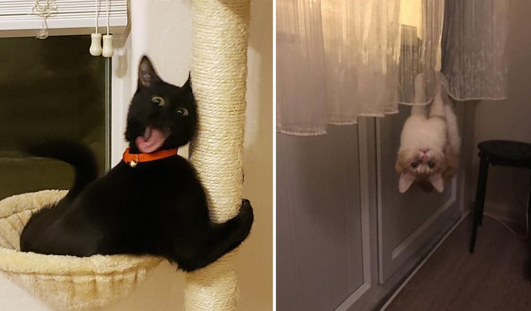 “What’s Wrong With My Cat?” Cat Owners Post Funny Pics (10 Pics)