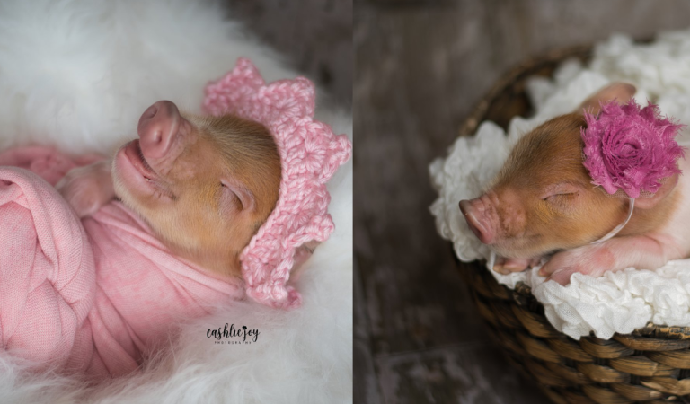 Newcastle photographer had an adorable newborn photoshoot for a piglet named Dynamite.