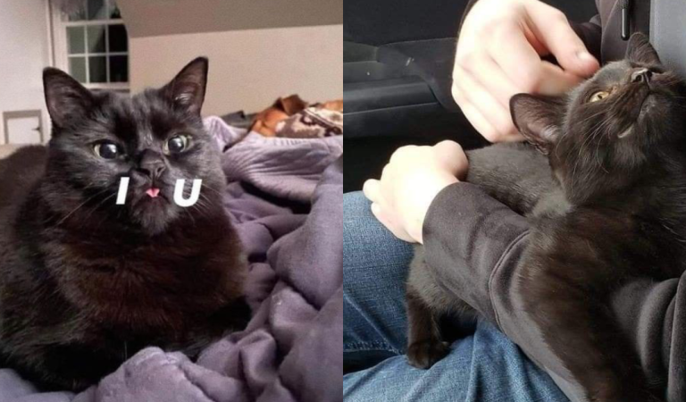 15+photos prove that black cats don’t bring bad luck, they bring happiness and fun.