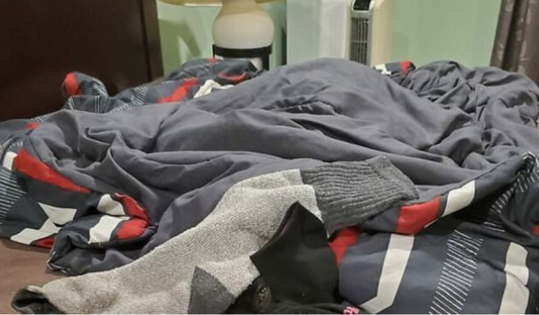 A black pooch is hiding in this pile of clothes. Can you see him?