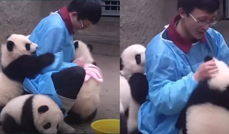 Adorable moment: giant panda cuddle with keeper during shower time.