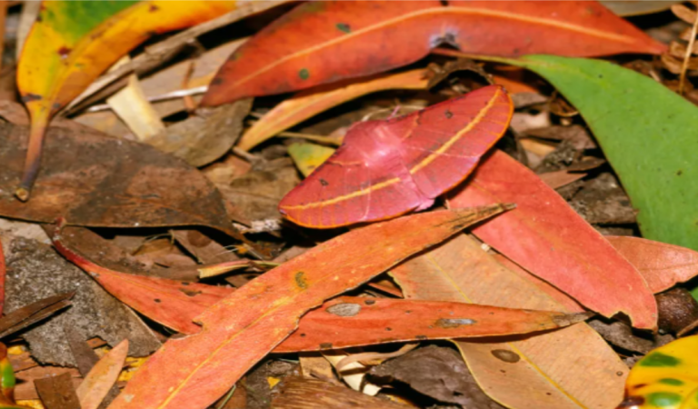 Can You Find the Animals Hiding Out in These Images? Can You Find the Animals Hiding Out in These Images?