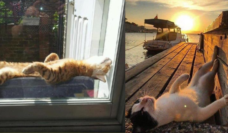 Just be lazy and enjoy your life the way these cats do, and you will feel better right away!