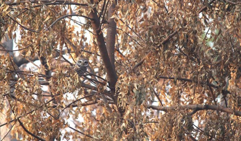 Can you spot the hiding owl in less than 20 seconds?