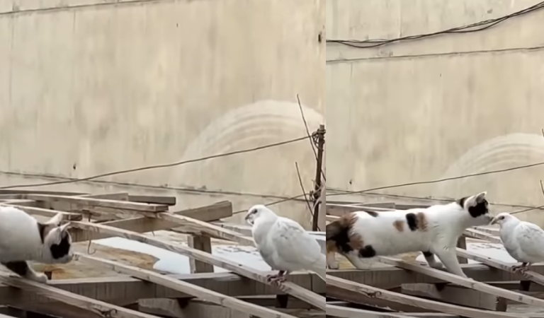 When you think the cat is going to catch the dove, it’s really just going to kiss