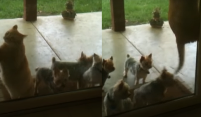 These Cat Helps Her Puppy Friends Get Inside After Playing In The Back Yard.