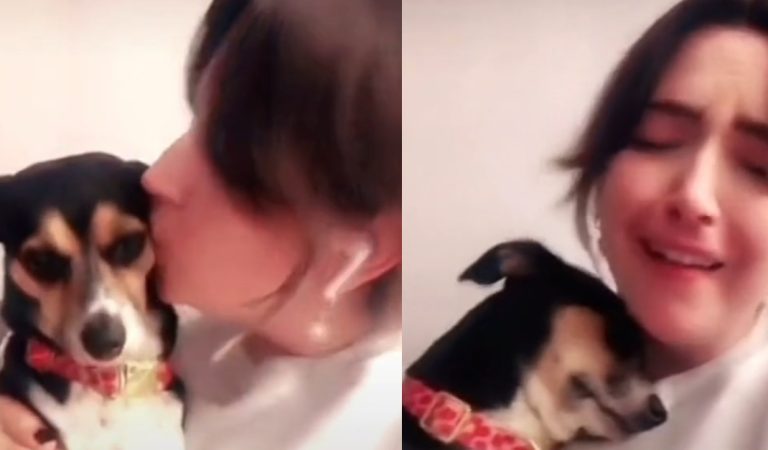 New challenge viral on tiktok: kiss your dog then wait to see their reaction.