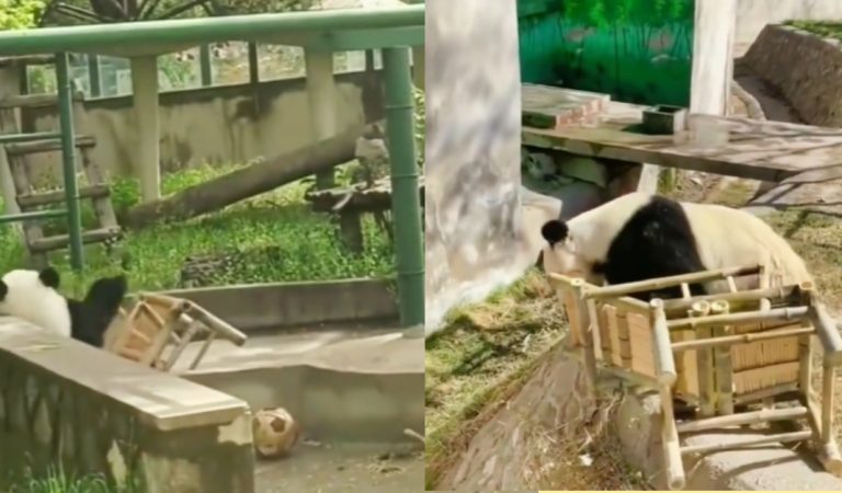 Funny moment: a panda gets angry and pushes a chair down as revenge.