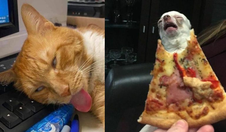 20+ animal photos to make you forget about your bad day.