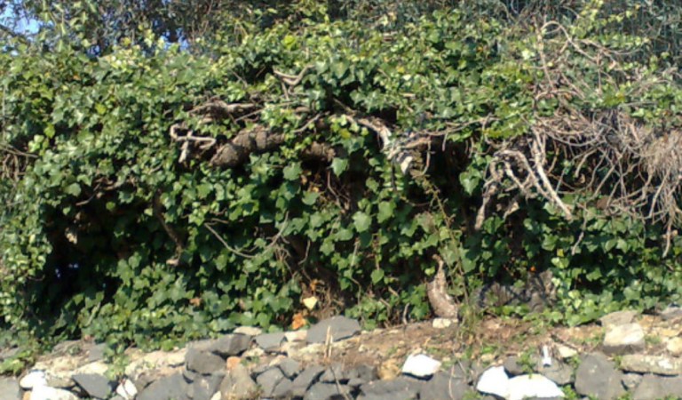 Can you find the cat in this photo?