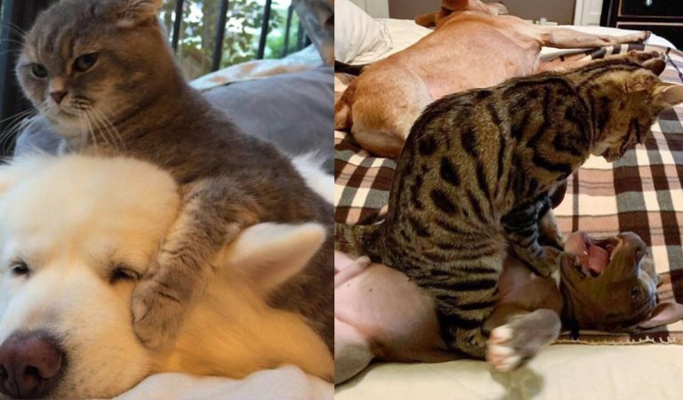 15+ photos show that dogs always give way to cats to keep the house peaceful