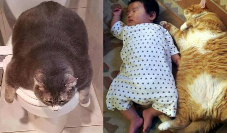 You can’t imagine how big a cat is until you see these pictures. 