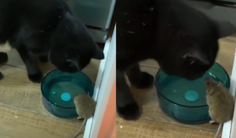 Man Find His Cat Befriending Mouse Instead of Catching it