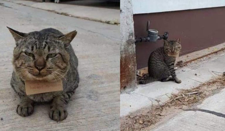 Cat Leaves Home On An Adventure, Comes Back With A ‘Receipt’ Around His Neck
