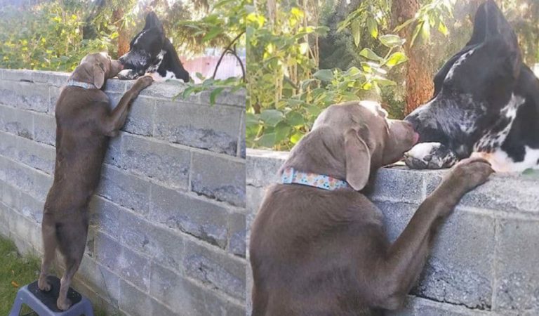 Man Put A Stool Next To The Fence So His Lab Could Meet The Neighbor Dogs’