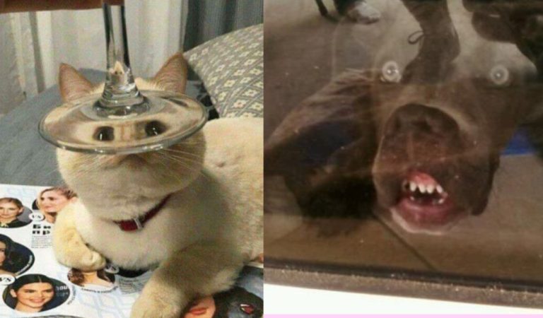 20+ Funniest Photos of Animals Distorted Through Glass. You won’t be able to resist laughing.