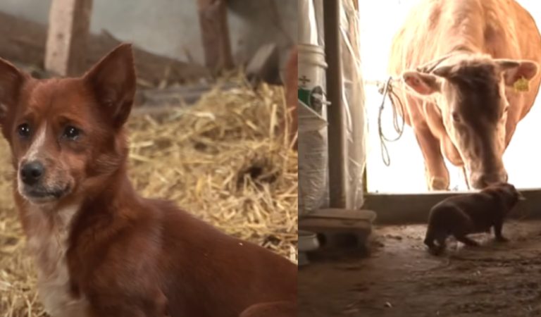 A PuP Breaks Down In Tears When He Gets To Meet The Cow Who Raised Him