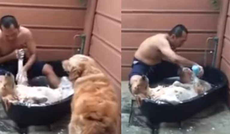 This Adorable Dog Enjoy His Bath Time Just Like Humans Enjoy Spa.