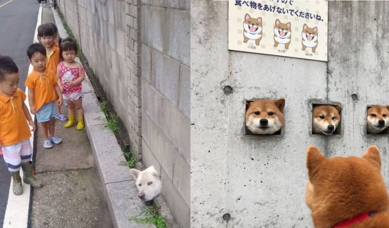 15+ Hilarious Photos Of Dogs Peeking Through Fences To Say Hi