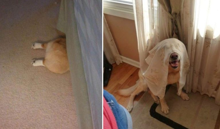 15 Pictures of Dogs Who failed at Hide and Seek Game