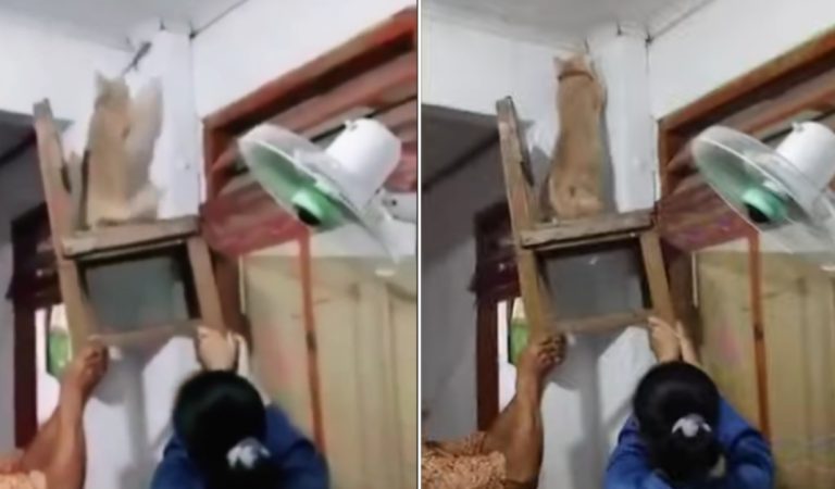 Indonesian family puts their beloved cat on a chair to catch gecko.