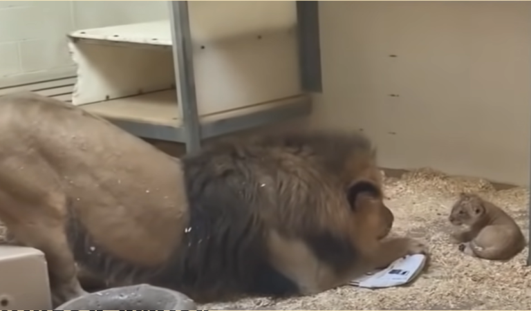 Adorable Video Shows Lion Dad Meeting His New Baby Cub For The First Time