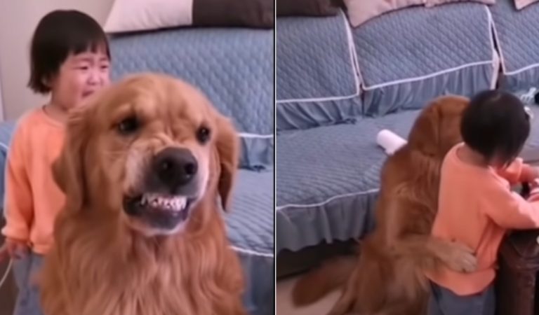 Loyal Golden Retriever ‘Protects’ Crying Girl As She Is Being Told Off By Her Mother