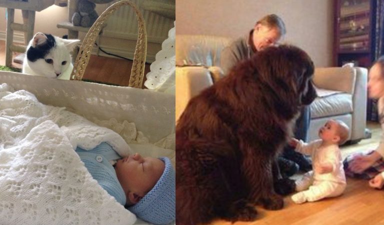 15+ pics proving that pets are the best nanny for your kids.