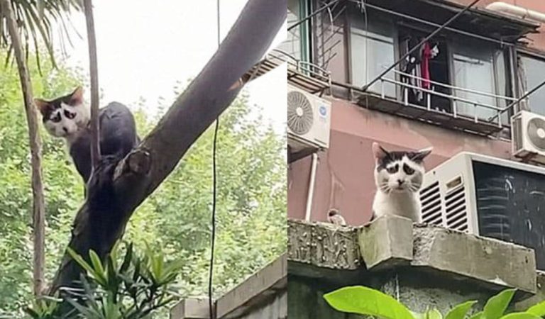 Cat Has Special Markings On His Face That Make Him Look Very Sad