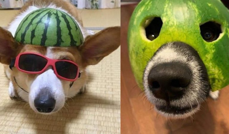 15+ Cute and Adorable Pets with Watermelon Hats to Brighten Your Day