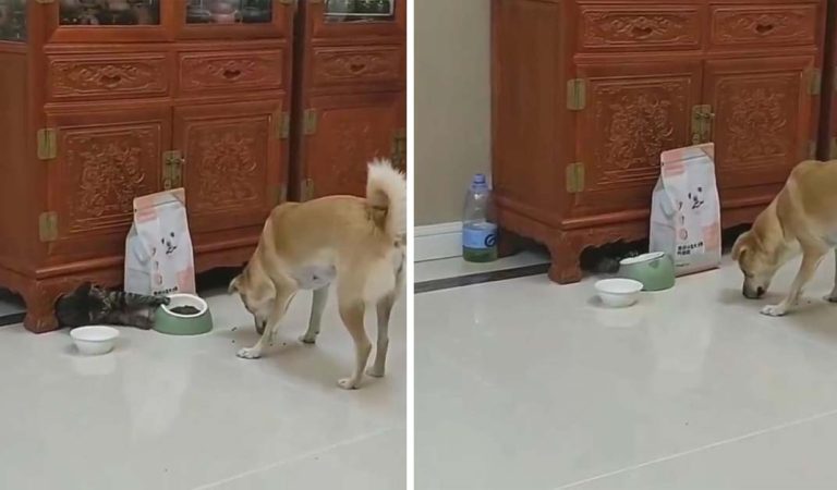 Sneaky cat snatches food bowl from dog. Mission Impawssible.