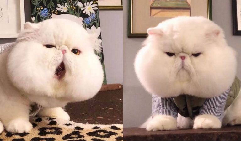 Say Hello To Fen Fen, The Adorable Cat Has The Chubbiest Cheeks Ever