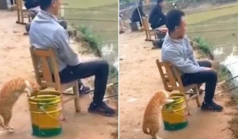 Sneaky Cat Tries to Steal Freshly Caught Fish from Angler’s Bucket.