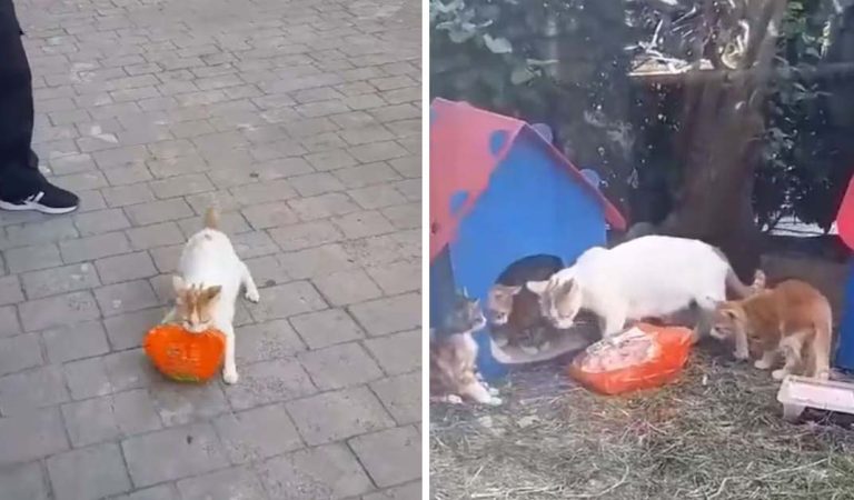 Mother Cat Steals Chicken Bag From Store To Feed Her Hungry Kittens.