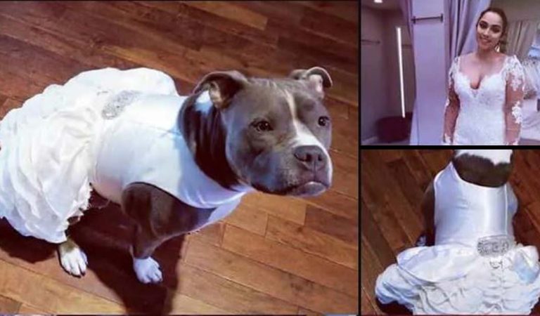 This bride buys matching wedding dress for her dog to walk her down the aisle.