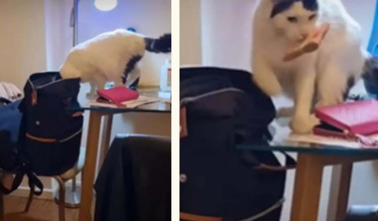 Cat Steals Money From Pet Parent’s Bag. WANTED!