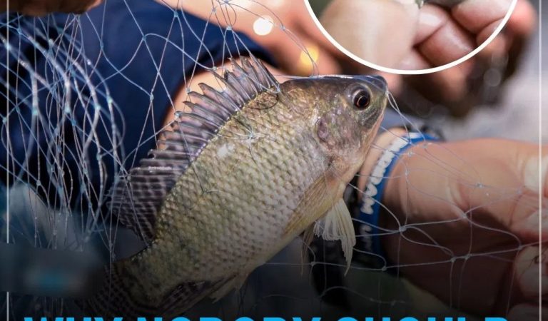 Why Nobody Should Be Eating Tilapia Anymore