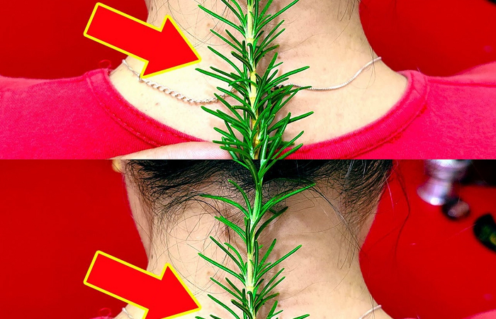 Put 1 Rosemary on the Back of Your Neck and Stop Spending Money at the Pharmacy