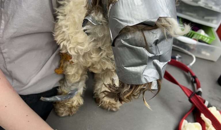 Dog found in dumpster wrapped up in duct tape: “I have never seen anything like it”