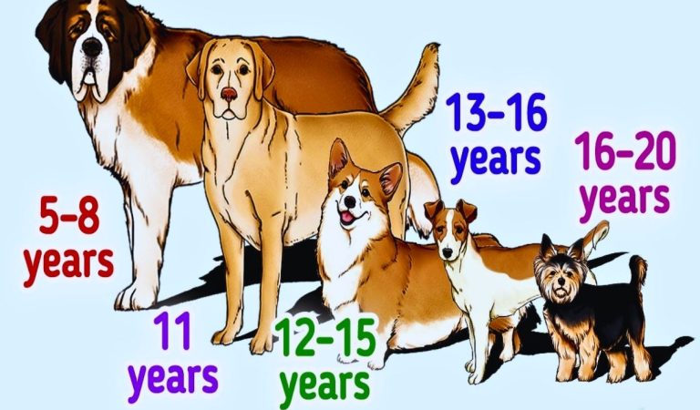 A Guide to How Long Various Dog Breeds Live