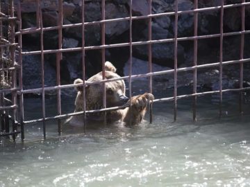 International Animal Rescue