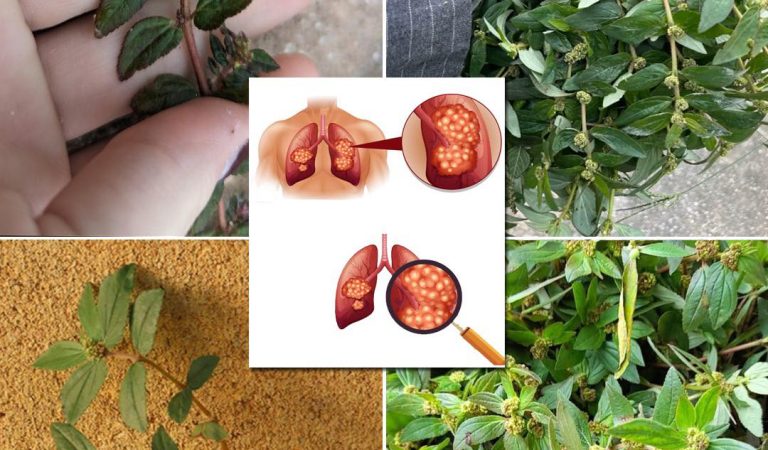 7 Surprising Benefits of Euphorbia Hirta