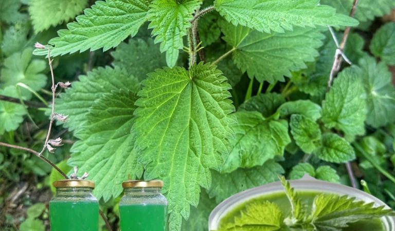 Nettle and Lemon Syrup Recipe: A Natural, No-Cook, Preservative-Free Delight