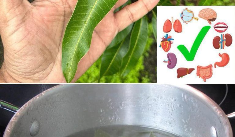 The Hidden Power of Mango Leaves: 30 Benefits and Homemade Uses The Hidden Power of Mango Leaves: 30 Benefits and Homemade Uses