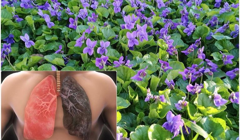 Sweet Violet (Viola odorata): Hidden gem in the world of natural remedies